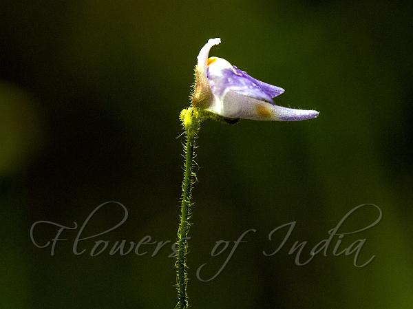 Hairy Bladderwort